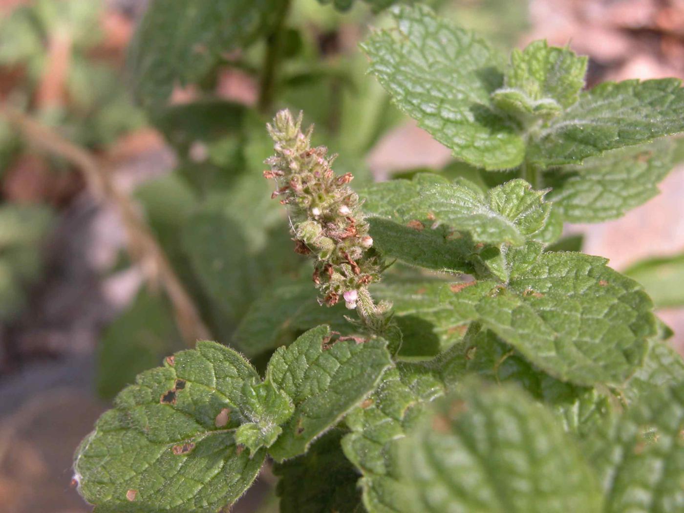 Mint, Apple fruit